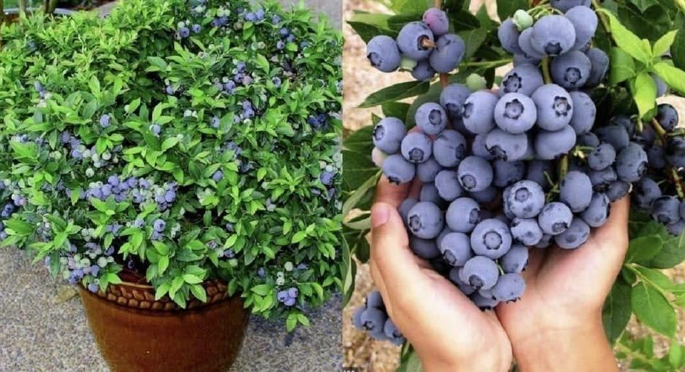 Cómo cultivar una plántula a partir de un arándano: el tutorial