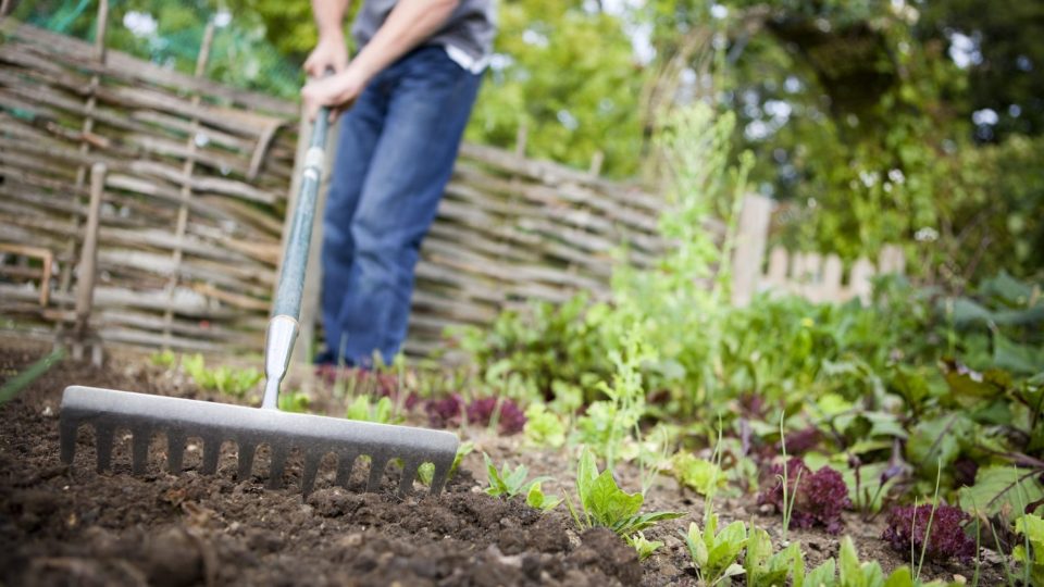 Cómo hacer un huerto desde cero, desde preparar el suelo hasta plantar