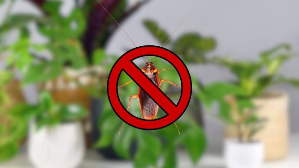 Tan pronto como huelen esta planta, las cucarachas desaparecen de inmediato