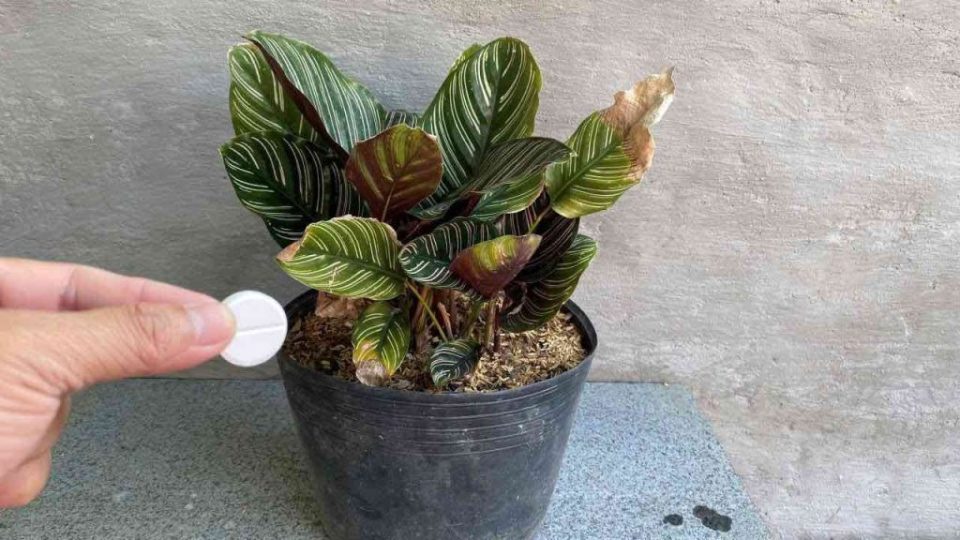 Con esta cápsula, todas tus flores se mantendrán frescas durante todo un año