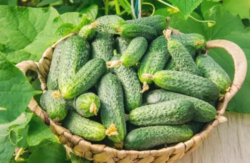 Si plantas pepinos en este día de mayo, tendrás una gran cosecha.