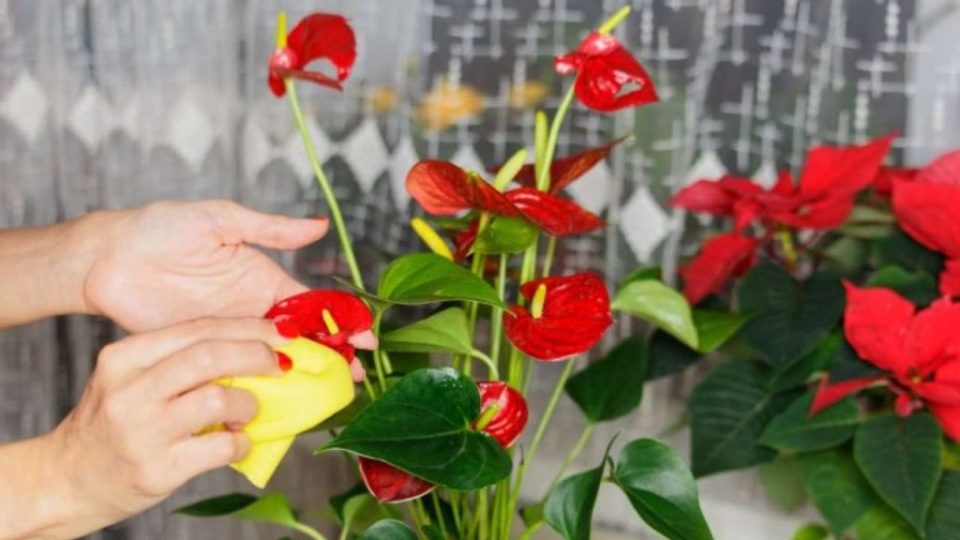 Anturio súper floración: cómo cultivarlo en agua si quieres que esté exuberante durante años