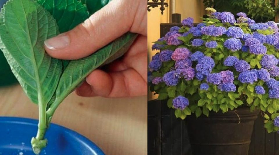 Cómo cultivar hortensias en la maceta o el jardín con consejos de cuidado.