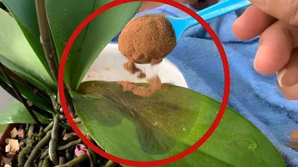 Una cucharadita de plantas secas y sanarán por completo en tan solo unos días.