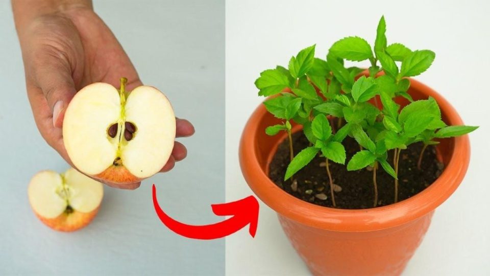 Cómo cultivar manzanos a partir de semillas en casa: obtendrá los resultados que desea