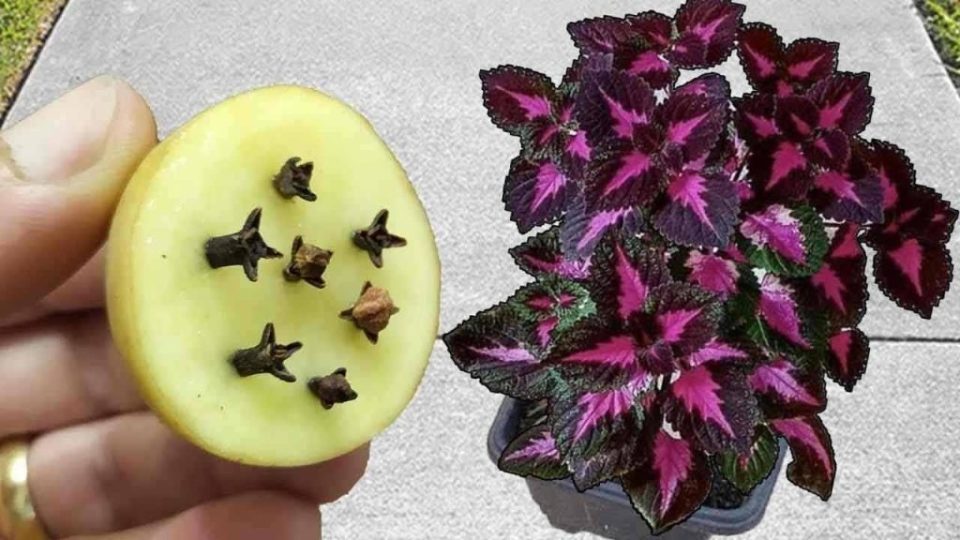 Después de descubrir este fertilizante natural, ya no lo comprarás en la tienda