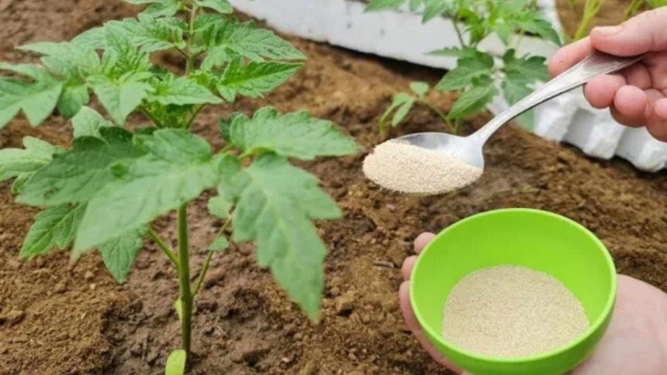Huerto, agréguelo después de plantar si desea lograr un mejor desarrollo de las raíces