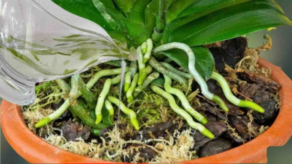 Una sustancia que hace que las orquídeas florezcan y florezcan durante todo el año: muy exuberante