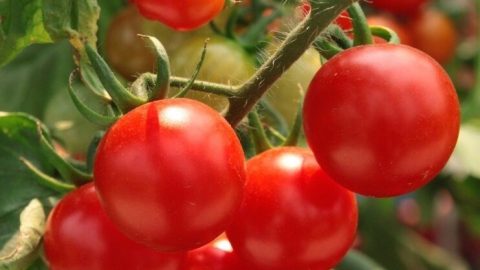 Qué plantar junto a los tomates para conseguir una buena cosecha de tomates