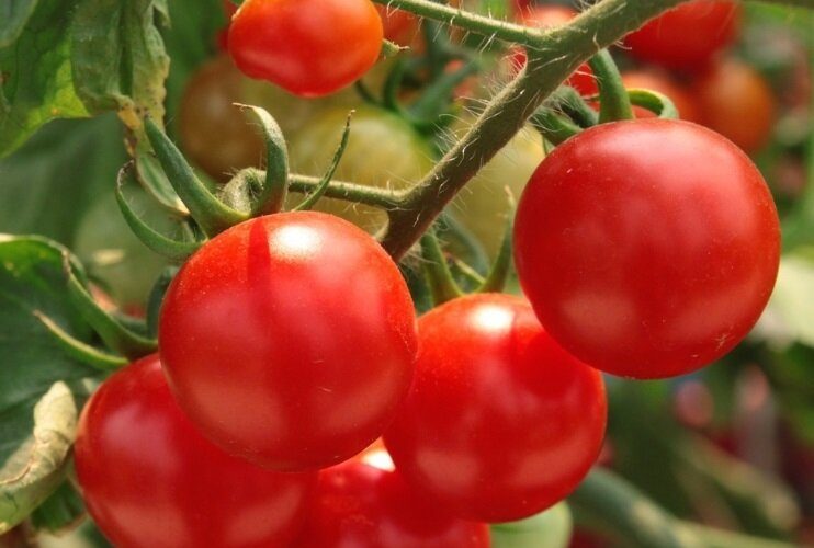 Qué plantar junto a los tomates para conseguir una buena cosecha de tomates