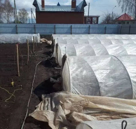 ¿Qué agrego a los agujeros al plantar tomates para poder obtener una cosecha abundante más adelante?