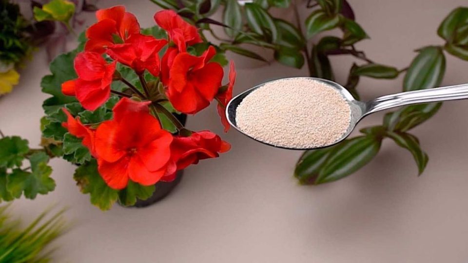 Mantén las flores floreciendo durante todo el año con estos dos ingredientes naturales