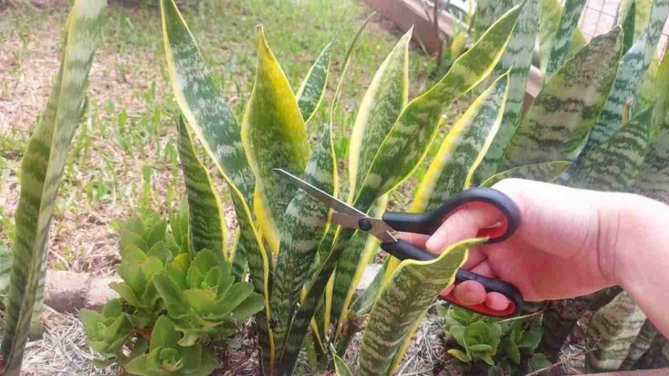 La lengua de la suegra, ¿el secreto para hacer que esta hermosa planta crezca rápidamente? Aquí. Solo unas pocas personas lo conocen. Te sorprenderá el increíble descubrimiento.