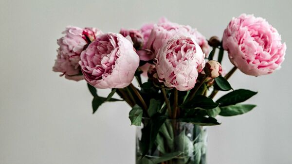 Cómo cultivar peonía: el símbolo floral del romance