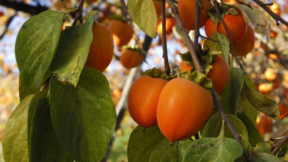 Cómo cultivar el árbol del caqui (incluso en maceta)
