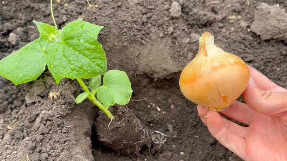 Colócalo donde plantes pepinos, y cobrarán vida de inmediato: crecerán abundantemente