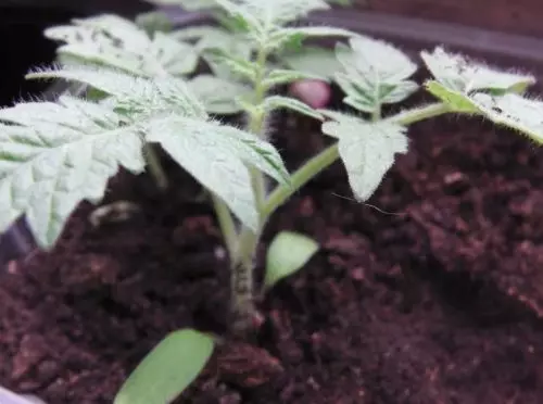 Riego las plántulas no con agua corriente, sino con agua nutritiva para que crezcan fuertes.