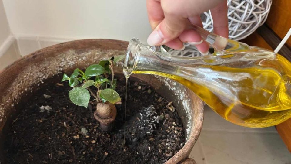 Muchos han comenzado a verter aceite de oliva en las plantas: la razón inesperada