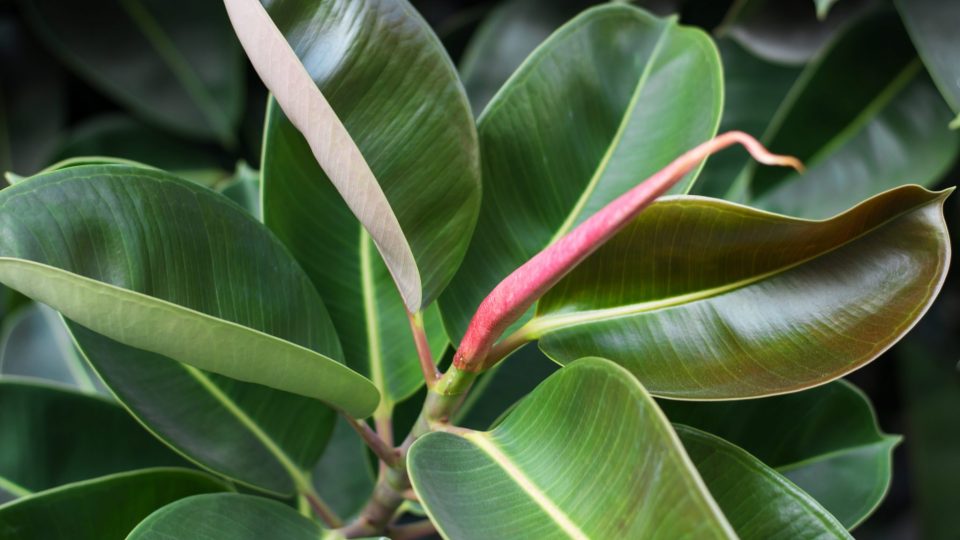Cómo cultivar ficus robusta en casa y combatir los contaminantes