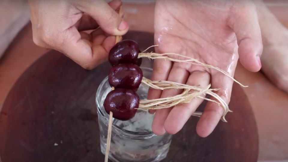 Plantar cerezo en 20 días con el truco de la piedra agrietada: todo lo que necesitas es una semilla