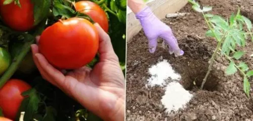 Para que los tomates no enfermen y den una buena cosecha, siempre los meto en los huecos al plantar.