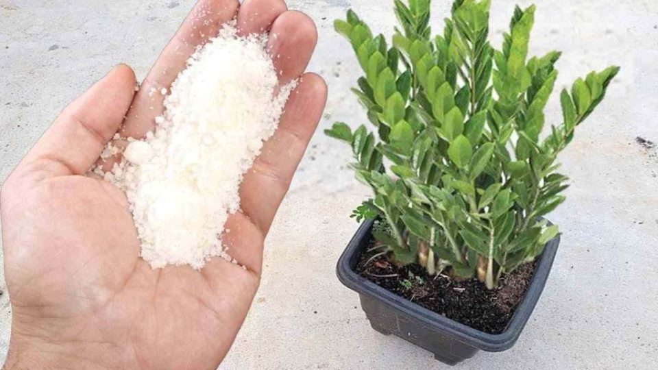 Este popular ingrediente hace que cada planta crezca 5 veces más rápido