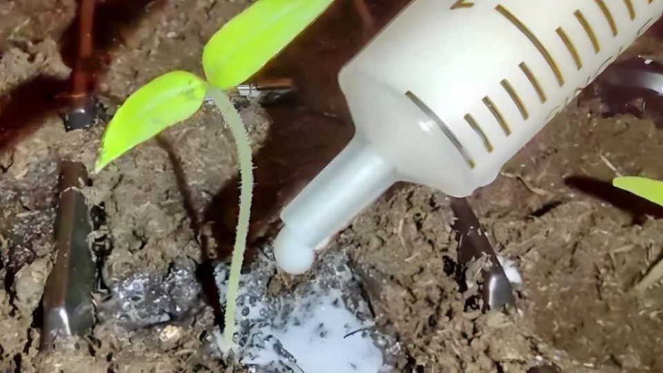 Las plántulas de tomate crecerán en poco tiempo si las inyectas en el suelo