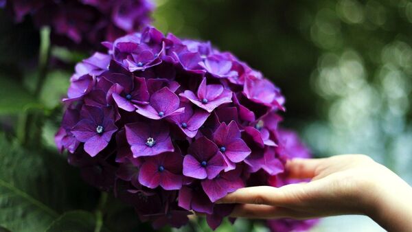 Cómo cultivar hortensias en macetas o en el jardín para tenerlas siempre llenas de flores de colores