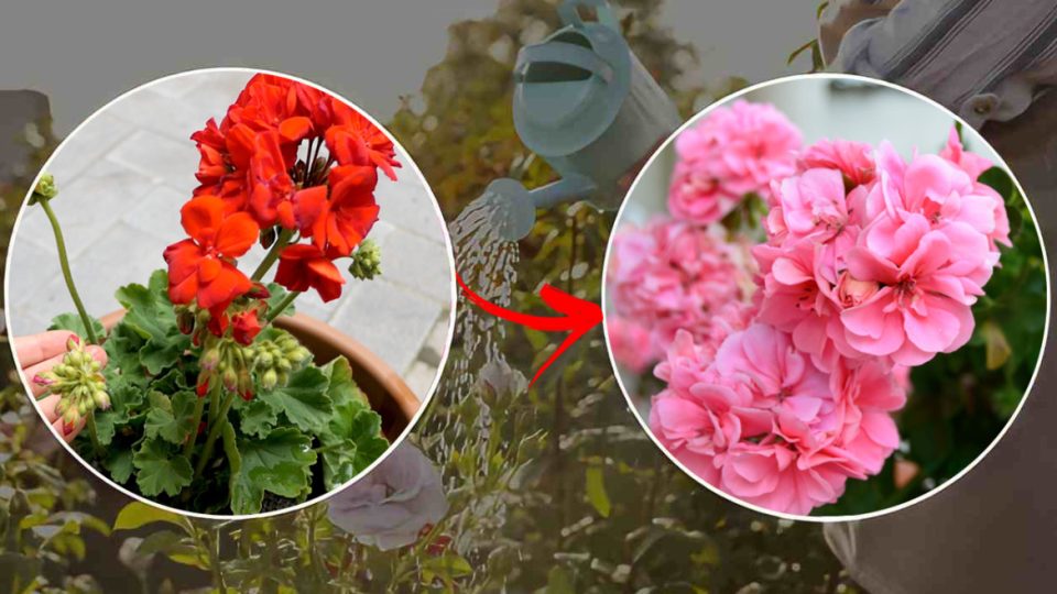 Geranios: si haces esto, los secarás | Este es el truco para tener hojas fuertes y floración abundante