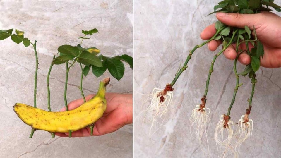 Las rosas, como las propagas sin cesar con un plátano: tus vecinos estarán celosos