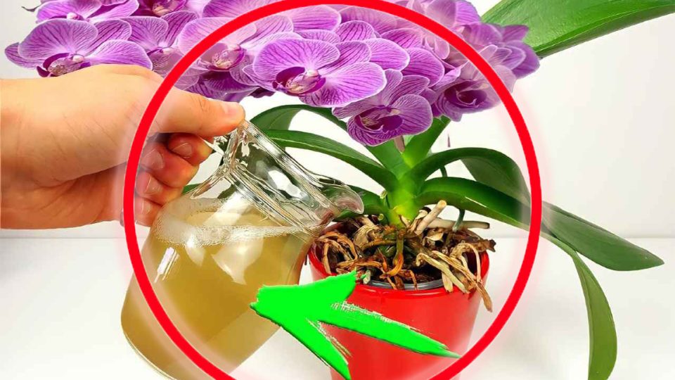 Floración inmediata y exuberante, utiliza esto en tus plantas, ¡es mucho más potente que el agua!
