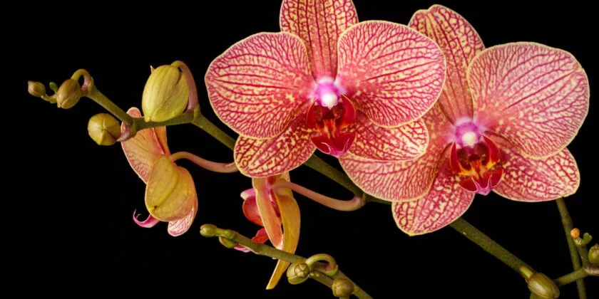 En lugar de tirarlas, aquí le mostramos cómo salvar y restaurar una orquídea moribunda sin flores y hojas secas