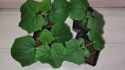 Planto varios pepinos y cosecho tantos que se los doy a mis vecinos. De la semilla al fruto