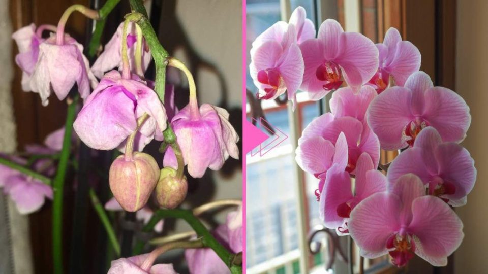 Orquídea marchita, todavía hay esperanza: con este ingrediente, vuelve a la vida