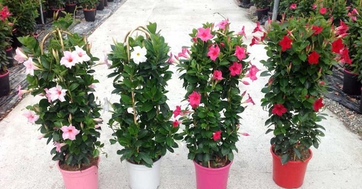 Cómo cultivar Dipladenia: consejos para tratarla y hacerla florecer