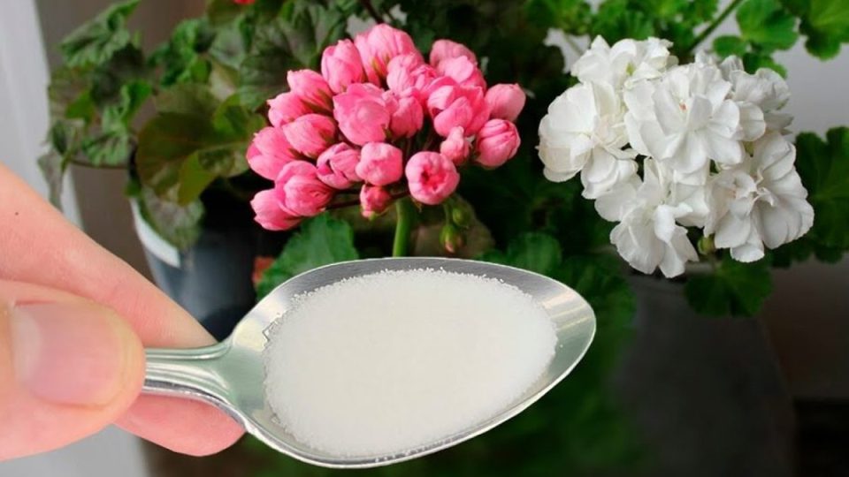 ¡Solo una cucharada de este ingrediente y la floración será espectacular!