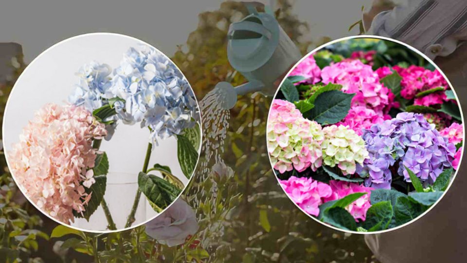 Hortensias: el secreto de los floristas para tener una floración abundante y hojas brillantes y fuertes