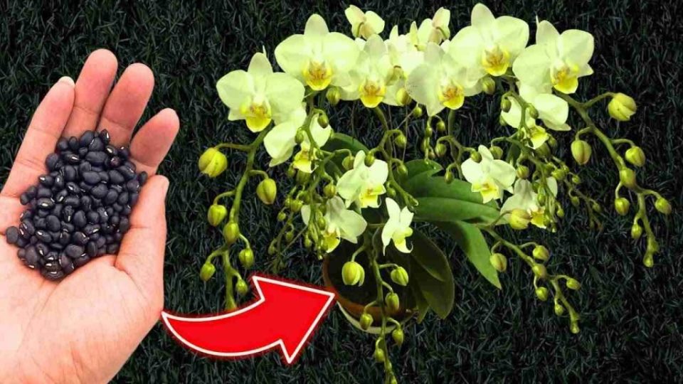 ¿Quieres una floración constante y garantizada de las orquídeas? Prepara una cucharada de la misma