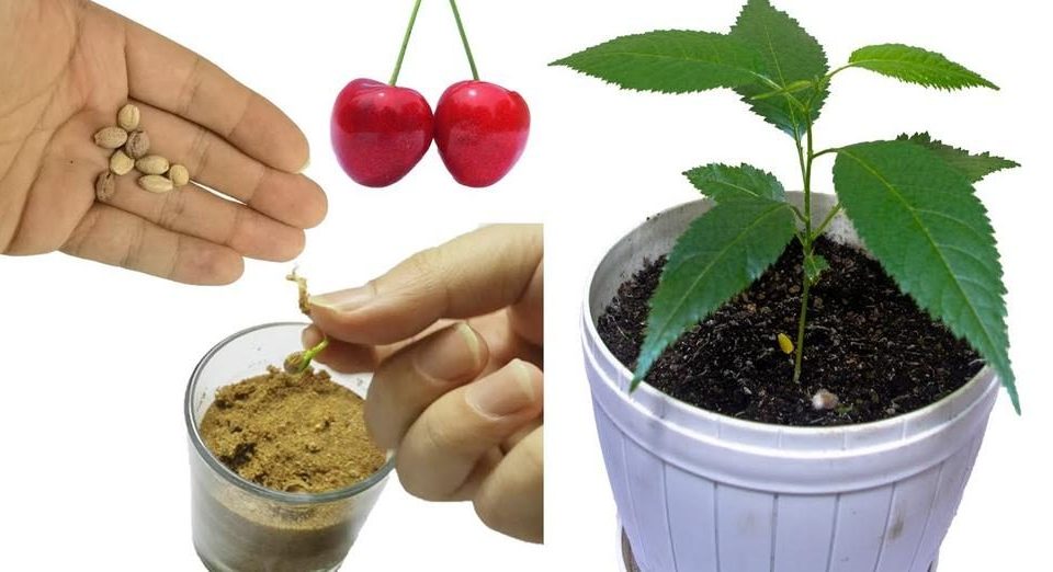 Cómo cultivar cerezos en casa a partir de los frutos: todos los secretos