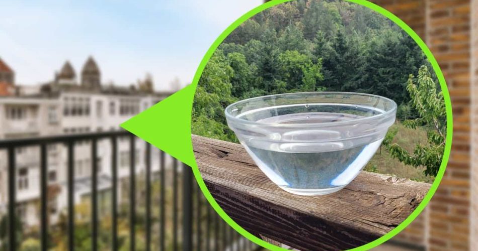 Cuenco de agua en el balcón, corre y recógelo inmediatamente: una medida que salvó millones de vidas