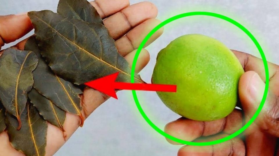 El truco más antiguo de las amas de casa: cocinar hojas de laurel y limón: ¡ahorras mucho dinero!