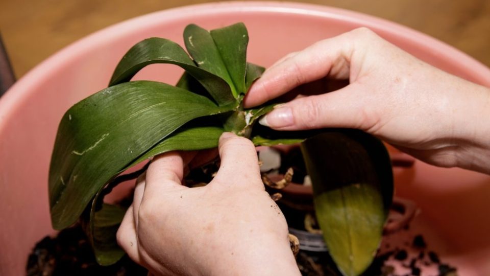 ¡Orquídea marchita! El sencillo truco que utilizan los floristas para curarlo. ¡Increíble!