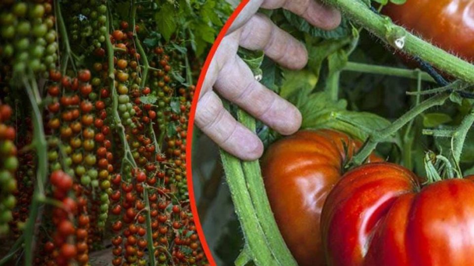 Tomates gigantes en tu huerto, una cucharada de este ingrediente, ¡recomendado por todos los jardineros!