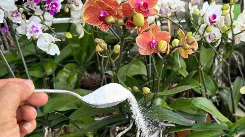 Con este ingrediente, tendrás raíces muy fuertes y flores exuberantes en todas partes