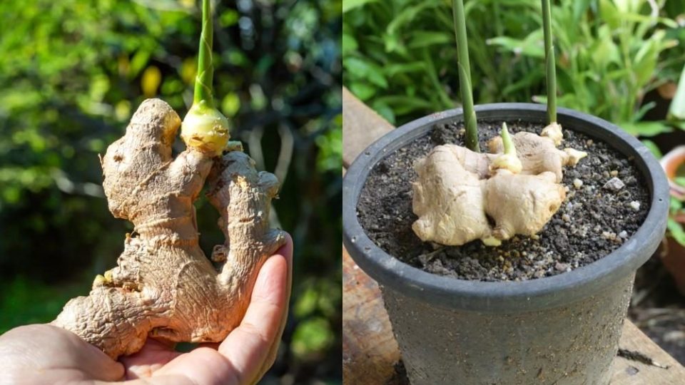 Cómo cultivar jengibre en casa: el método simple y efectivo