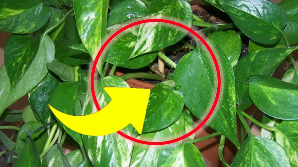 Pothos, no más hojas amarillas y secas: si haces esto ¡siempre lo tendrás exuberante y fuerte!