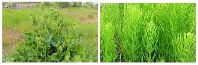Aprendí a hacer fertilizante con pasto, ahora ni siquiera compro estiércol, todo crece bien.