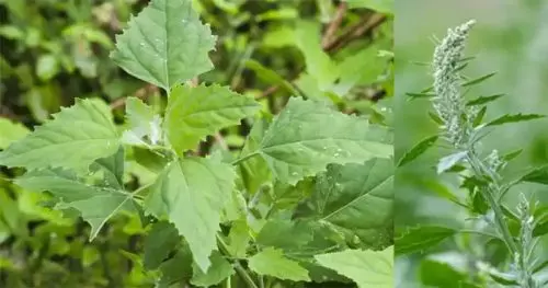 Mucha gente cultiva esta planta en su jardín pero no se da cuenta de lo poderosa que es.