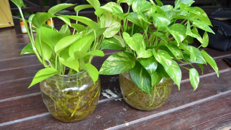 Cómo cultivar en hidroponía: cómo hacer la transición de las plantas de la tierra al agua sin problemas