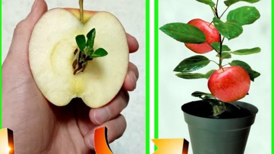Planta de manzano: de semilla a planta, cómo cultivarla en casa
